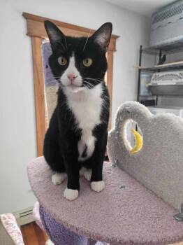 Rescue Domestic Short Hair Cats for Adoption in Urbana, Illinois - Stuart | PetCurious