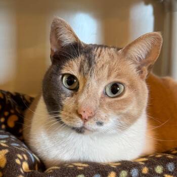 Domestic Short Hair Cats Available for Adoption in Kennebunk, Maine - Olive *Bonded W/ Olivia* | PetCurious