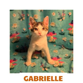 Gabrielle -  Domestic Short Hair Cat for Adoption in Warren, Ohio - Gabrielle | PetCurious