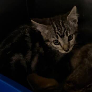 Ursula -  Domestic Short Hair Cat for Adoption in Cody, Wyoming - Ursula | PetCurious