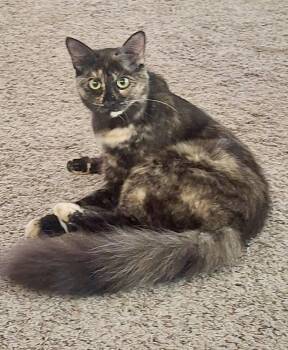 Calli -  Tortoiseshell Cat for Adoption in Forney, Texas - Calli | PetCurious