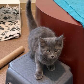 Parker is at Petsmart GJ -  Domestic Medium Hair Cat for Adoption in Cedaredge, Colorado - Parker Is At Petsmart GJ | PetCurious