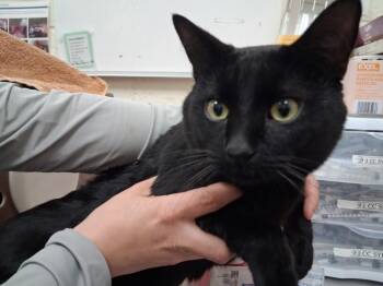 Domestic Short Hair Cats Available for Adoption in Santa Fe, New Mexico - BRADLEY | PetCurious