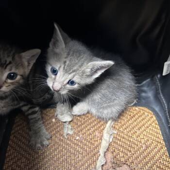 Boppit -  Domestic Short Hair Cat for Adoption in Philadelphia, Pennsylvania - Boppit | PetCurious