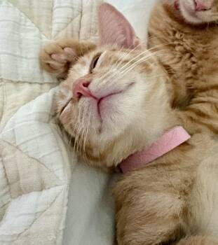 Loretta -  Maine Coon and Domestic Medium Hair Cat for Adoption in Phoenix, Arizona - Loretta | PetCurious