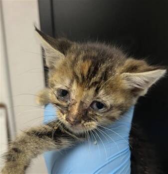 BESSIE -  Domestic Short Hair Cat for Adoption in San Bernardino, California - BESSIE | PetCurious