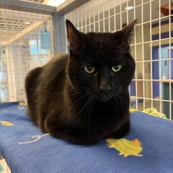 Domestic Short Hair Cats Available for Adoption - Dorian | PetCurious