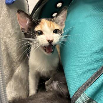 Sweet N Sour -  Domestic Short Hair Cat for Adoption in Los Angeles, California - Sweet N Sour | PetCurious