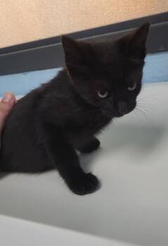 Domestic Short Hair Cats Available for Adoption in Lawrenceville, Georgia - Hattie (nf11) | PetCurious