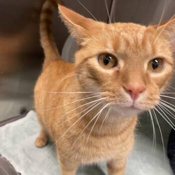 Leonardo -  Domestic Short Hair Cat for Adoption in Georgetown, Kentucky - Leonardo | PetCurious