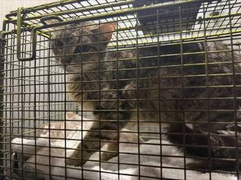 Domestic Short Hair Cats Available for Adoption in San Antonio, Texas - TRACY | PetCurious