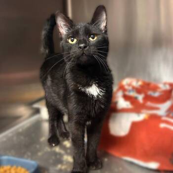 Gamer Snax -  Domestic Short Hair Cat for Adoption in Davenport, Iowa - Gamer Snax | PetCurious