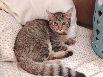 Rescue Tabby Cats for Adoption in Batesville, Arkansas - Beauty | PetCurious