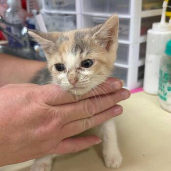 Wisp -  Domestic Medium Hair Cat for Adoption in Ardmore, Oklahoma - Wisp | PetCurious