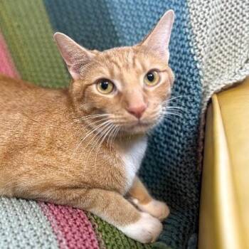 Domestic Short Hair and Tabby Cats Available for Adoption - Nico Hernandez | PetCurious
