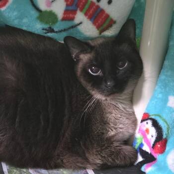 Steve -  Siamese Cat for Adoption in Brimfield, Massachusetts - Steve | PetCurious