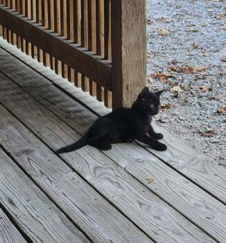 Jett -  Domestic Short Hair Cat for Adoption in Republic, Missouri - Jett | PetCurious