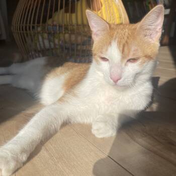 Rescue Domestic Short Hair Cats for Adoption in Los Angeles, California - Ton Ton | PetCurious