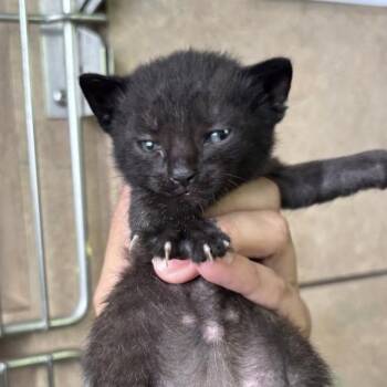 Domestic Short Hair Cats Available for Adoption in Tampa, Florida - Jess | PetCurious