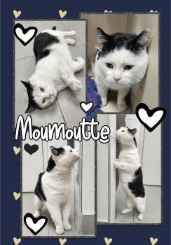 Moumoutte -  Domestic Short Hair Cat Available for Adoption in Beloeil, Quebec - Moumoutte | PetCurious