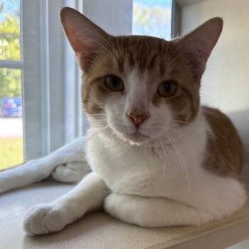Deputy Buck -  Domestic Short Hair Cat for Adoption in Gloucester, Virginia - Deputy Buck | PetCurious