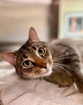 Edmund -  Domestic Short Hair Cat for Adoption in West Chester, Pennsylvania - Edmund | PetCurious