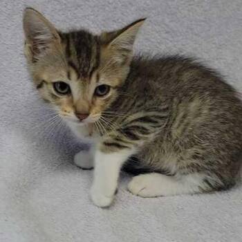 Twomp Ruins -  Domestic Short Hair Cat Available for Adoption in Valdosta, Georgia - Twomp Ruins | PetCurious