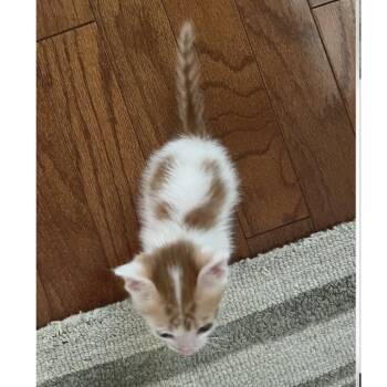 Mung Bean 21 -  Domestic Short Hair Cat for Adoption in Austin, Texas - Mung Bean 21 | PetCurious