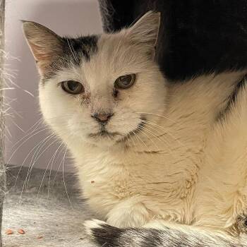 Domestic Short Hair Cats Available for Adoption - Mama Shirley | PetCurious