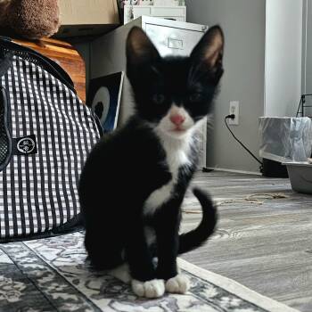 Maxwell -  American Shorthair Cat for Adoption in Seguin, Texas - Maxwell | PetCurious