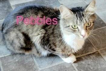 Pebbles -  Exotic Shorthair and Domestic Short Hair Cat for Adoption in Breinigsville, Pennsylvania - Pebbles | PetCurious