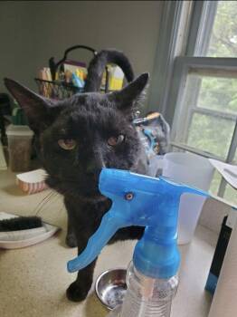 Dr. Mantis Tobbagan -  Domestic Short Hair Cat for Adoption in Wheaton, Illinois - Dr. Mantis Tobbagan | PetCurious