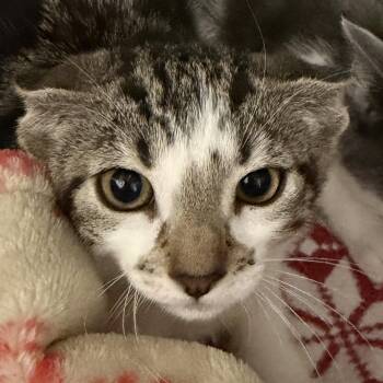 Coffee -  Domestic Short Hair Cat for Adoption in Oakland, California - Coffee | PetCurious