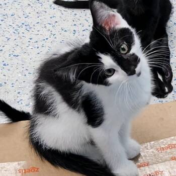 Sprite -  Domestic Short Hair Cat for Adoption in Richboro, Pennsylvania - Sprite | PetCurious