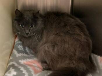 BOO -  Domestic Long Hair Cat for Adoption in Colorado Springs, Colorado - BOO | PetCurious