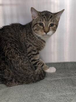 Domestic Short Hair Cats Available for Adoption - MELO | PetCurious