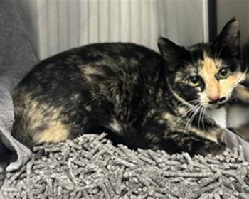 PURRRLA -  Domestic Short Hair Cat for Adoption in Derwood, Maryland - PURRRLA | PetCurious