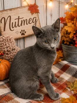 Nutmeg -  Domestic Short Hair Cat for Adoption in Barton, Vermont - Nutmeg | PetCurious