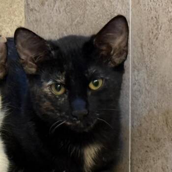 Winny -  Domestic Short Hair Cat for Adoption in Edinburg, Texas - Winny | PetCurious