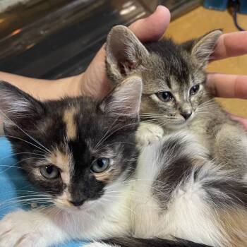 Pietro -  Domestic Short Hair Cat for Adoption in Tustin, California - Pietro | PetCurious