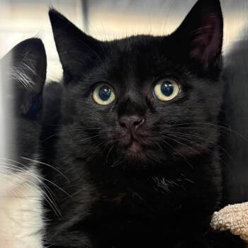 Owen -  Domestic Short Hair Cat for Adoption in Harrisville, West Virginia - Owen | PetCurious