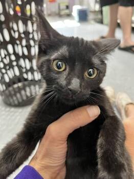 Domestic Short Hair Cats Available for Adoption in Dayton, Minnesota - Kya | PetCurious