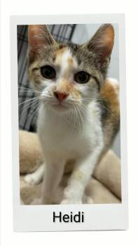 Heidi -  Domestic Short Hair Cat for Adoption in Caistor Centre, Ontario - Heidi | PetCurious