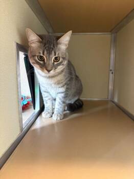 Domestic Short Hair Cats Available for Adoption in Sterling, Colorado - Smokey | PetCurious
