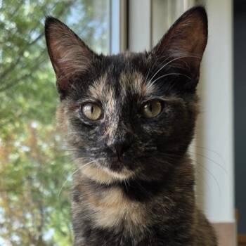 Finch -  Domestic Short Hair Cat Available for Adoption in Park Rapids, Minnesota - Finch | PetCurious