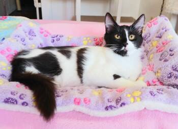 Roland Abernathy -  Maine Coon Cat for Adoption in Miami, Arizona - Roland Abernathy | PetCurious