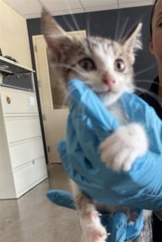 BENJAMIN -  Domestic Short Hair Cat for Adoption in San Antonio, Texas - BENJAMIN | PetCurious
