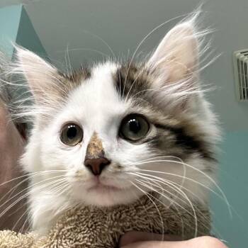 Calista -  Domestic Long Hair Cat for Adoption - Calista | PetCurious