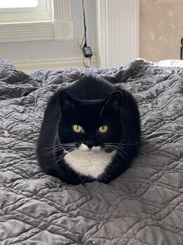 Rescue Domestic Short Hair and British Shorthair Cats for Adoption in Columbus, Ohio - Phoebe | PetCurious