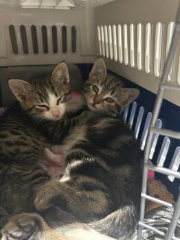 Domestic Short Hair Cats Available for Adoption in New York, New York - Leo & Theo | PetCurious